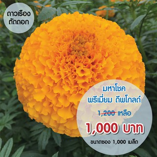 AGA SHOP ดาวเรืองมหาโชค พรีเมี่ยม ดีพโกลด์ 271 1000 เมล็ด