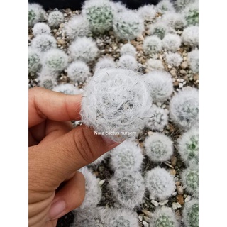 แมมขนแกะ🐑🐑ไม้เมล็ด​ลุ้นสี​ดอก​ค่ะ​  mammillaria​ bocasana​ multilanata​  ขนาด2cm.