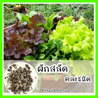 พร้อมส่ง ❗ รหัส 147  เมล็ดพันธุ์แท้ OP แท้   ผักสลัดคละชนิด - Mixed Greens Lettuce สลัดใบเขียว สลัดแดง สวิสชาร์ด บีทรูท