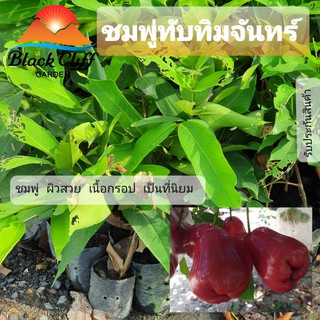 ต้นชมพู่ทับทิมจันทร์ สูง 50-60 ซม พร้อมปลูก