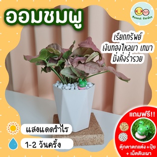 ออมชมพู พร้อมกระถาง 3.5 นิ้ว [แถมฟรี! เม็ดดินเผา + ปุ๋ย + ตุ๊กตาตกแต่ง] Pink Syngonium ต้นออมชมพู ต้นไม้มงคล ไม้ฟอกอากาศ