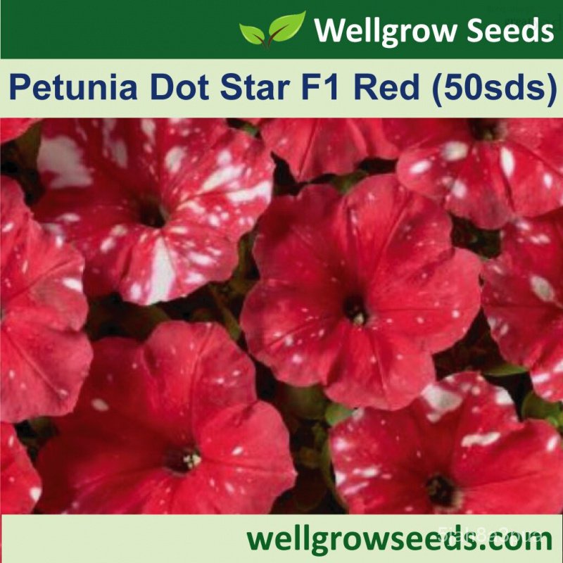 Seeds: Petunia dot Star F1 Red pelleted (50sds) ผักบุ้ง: ดาวเล็กๆน้อยๆ (สีแดง) /benih Petunia seeds RDVS