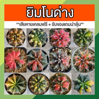 **เสียหายเคลมฟรี + รับของแถมน่าลุ้น** ยิมโนด่าง กระบองเพชรสี กระบองเพชร  แคคตัส (cactus) เลี้ยงง่าย ไม้เมล็ด