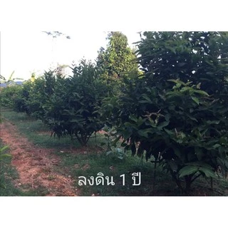 ต้นชมพู่​ทับทิม​จันทร์​ *** ซื้อ2ต้น มีส่วนลด***