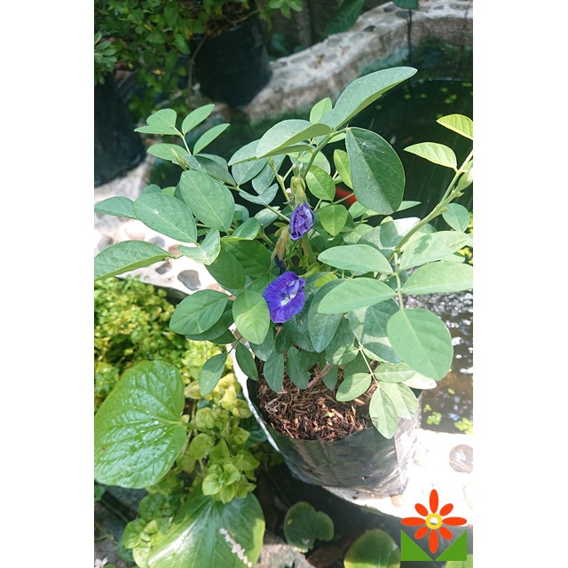 ต้นอัญชัน ดอกสีม่วง อัญชัน ดอกซ้อนใหญ่ พร้อมปลูก เมล็ดสามารถเก็บไปปลูกต่อได้คุ้มค่า - รูปที่ 4