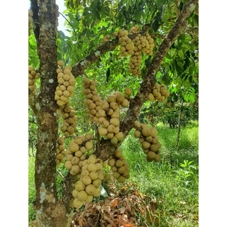 ลองกอง ออแกนิค ปลอดสาร เก็บสดจากสวน ส่งตรงจากยะลา 1กิโลกรัม