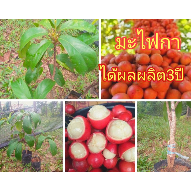 ต้นมะไฟกา มะไฟแดง ต้นเสียบยอดให้ผลผลิตเร็ว ไม่ป่าทางภาคใต้