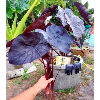 ☘️บอนโคโลคาเซียแบล็คริปเปอร์☘️Colocasia Black Rippel.