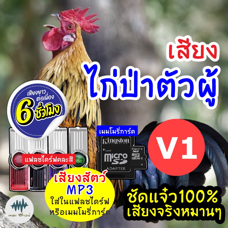 (MP3 เสียงต่อสัตว์) เสียงไก่ป่าผู้ V.1 [6ชั่วโมง] ใส่แฟลชไดร์ฟ/เมมโมรี่ มีเก็บเงินปลายทาง เสียงดี ชัด100% ไม่มีโฆษณาแทรก