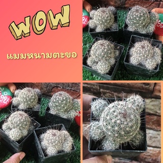 🌵แคคตัสแมมหนาวตะขอสวยๆพร้อมส่งทั้งกระถางค่ะ🌵