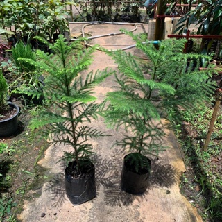 ต้นสนฉัตร (Norfolk island pine)🌲 (แพ็ค 2 ต้น) สูง 50-60ซม. ถุงขนาด 5 นิ้ว ปลูกสร้างรายได้ พร้อมลงดินได้