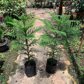 ต้นสนฉัตร (Norfolk island pine)🌲 (แพ็ค 2 ต้น) สูง 50-60ซม. ถุงขนาด 5 นิ้ว ปลูกสร้างรายได้ พร้อมลงดินได้