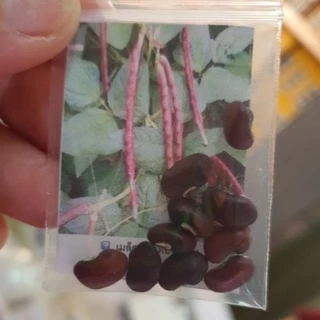 ถั่วพุ่มมมมม่วง!!📌ถูกที่สุด10 บ.📌งอกง่าย🌿 โตไว☘️ผลดก☘️ถั่วไร้ค้าง