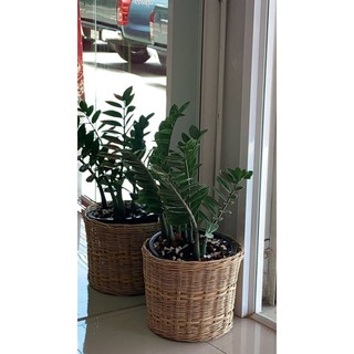 ตะกร้าหวายทรงกระบอกไม่มีขอบขนาดกว้าง13ยิ้วสูง12นิ้วราคา200บาท