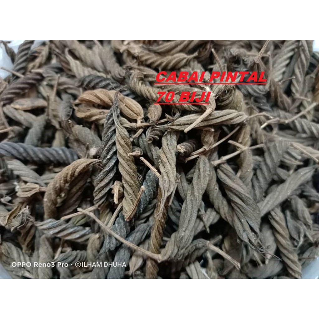 70 เมล็ด / PINTAL CABAL / PINTAL PEPPER / PINTAI PEPPER / PINTAI CHILI / PINTAI CABAL / CHILI