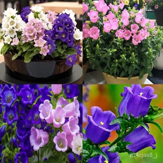 （อัตราการปลูกสูง）รากลิลี่หุบเขาสีขาวLily of The Valley Mixed Color Bellflower Seeds ต้นไม้ประดับ พันธุ์ดอกไม้ เมล็ดพันธุ