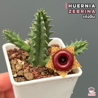 เก๋งจีน Huernia zebrina แคคตัส กระบองเพชร cactus&amp;succulent