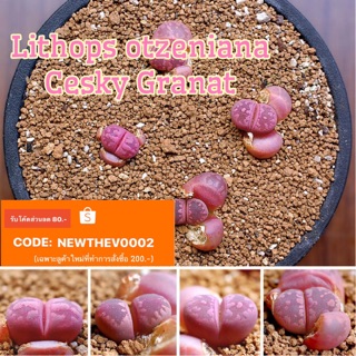 🐙Lithops otzeniana Cesky Granat 🐙 10pcs 139.-