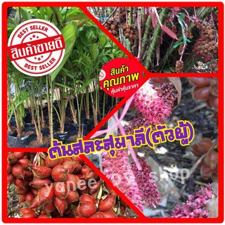 สละสุมาลี (ต้นตัวผู้) แบบเพาะเนื้อเยี่่อ ขนาดลำต้นสูง 60-80 ซ.ม. ต้นแข็งแรงพร้อมปลูก (1 ต้น/แพ็ค)