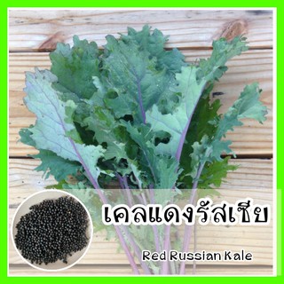 พร้อมส่ง ❗❗ รหัส 011 เมล็ดพันธุ์แท้ OP เคลแดงรัสเซีย - Red Russian Kale ปลูกง่ายมาก เหมือนคะน้า  แต่ออกรสหวาน