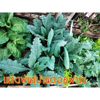 เคลแดซลิ่งบลู - Dazzling Blue Kale 120 เมล็ด