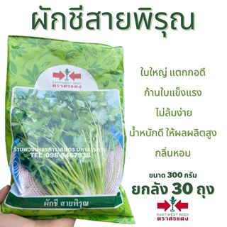 ผักชีศรแดง ผักชีสายพิรุณ ผักชี 300 กรัม **มีราคายกลัง