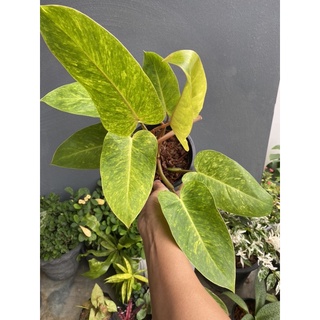 ต้นฟิโลเดนดรอน เพ้นท์เลดี้ ( Philodendron Pianted Lady )