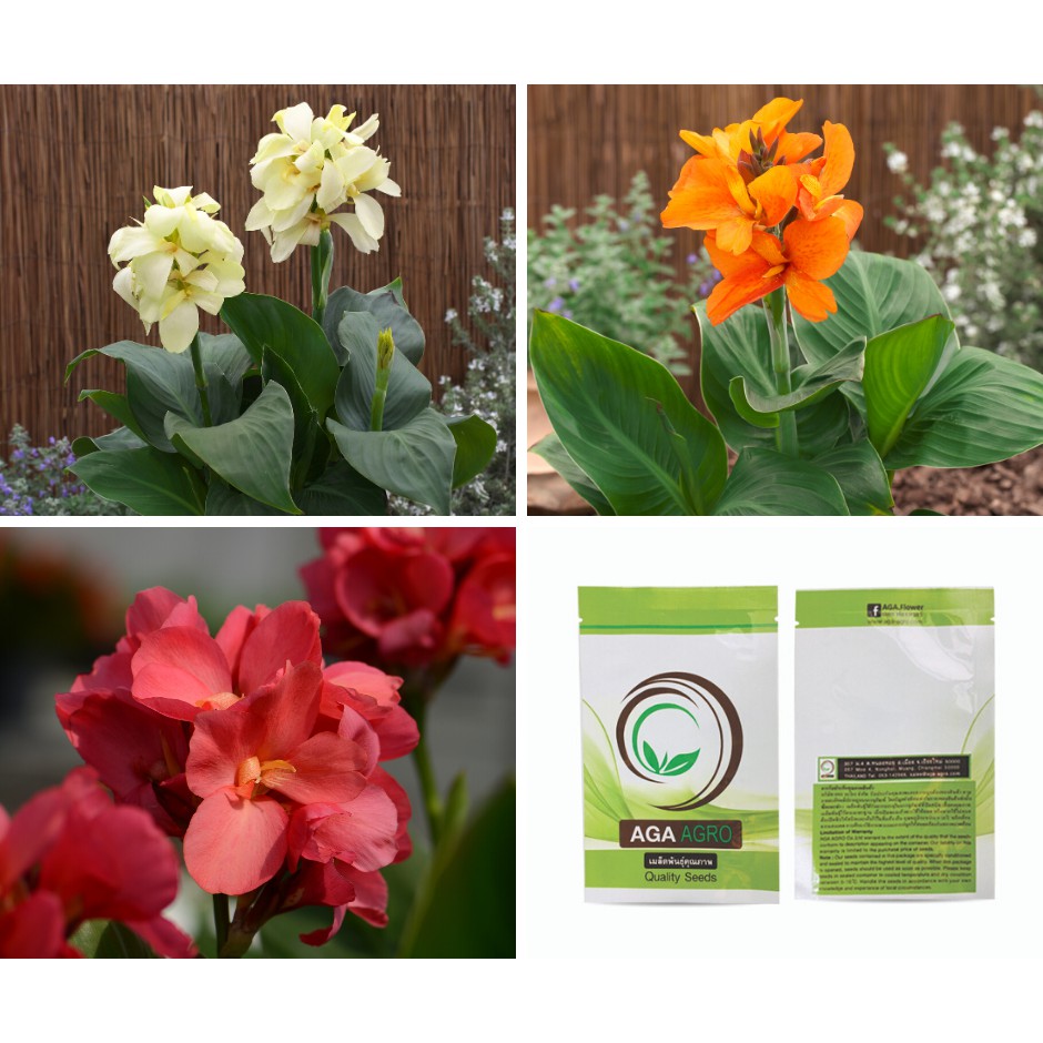 Aga Shop เมล็ดพันธุ์พุทธรักษา เซ้าท์ แปซิฟิก 20เมล็ด พุทธรักษาญี่ปุ่น ปลูกง่าย ไม่ต้องแช่น้ำ