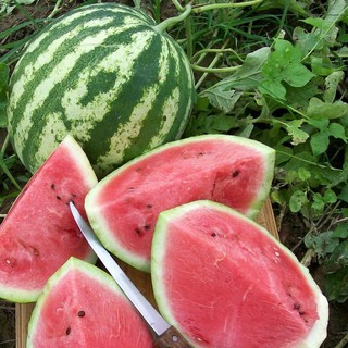 เมล็ดพันธุ์ แตงโมคิมสันสวีท(Crimson Sweet Watermelon)ผิวลายสวย หวานอร่อย น้ำหนักผลเฉลี่ย 8-10 กิโล บรรจุ 10 เมล็ด