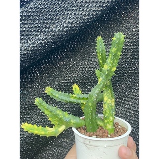 เก๋งจีนด่าง Huernia zebrina f. variegata ดอกโดนัทแดง