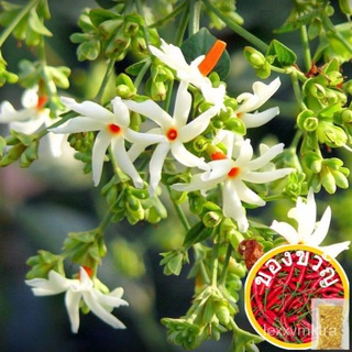 มาเลเซียสต็อกธูปParijta/Pavalamalliเมล็ด,ปะการังjasmine, Nyctanthes arbor-tristis,พีช,บ้านดอกไม้กลางคืนและสวน/เด็ก/มะละก