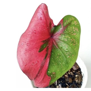 บอนสีแดง สวยราคาถูก 💥 บอนสีพระนครแดง PhaNaKorn Caladium ตอนนี้ บอนสีพระนคร กระถางขนาด 4 นิ้ว