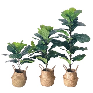 Fiddle Fig ต้นไทรใบสัก ต้นไม้ประดิษฐ์เสมือนจริง