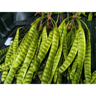 สะตอ (ชุด11 ฝัก199 บาท)
