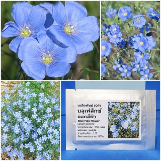 เมล็ดพันธุ์ ดอกบลูเฟล็กซ์ (Blue Flax Flower Seed) บรรจุ 250 เมล็ด คุณภาพดี ราคาถูก ของแท้ 100%