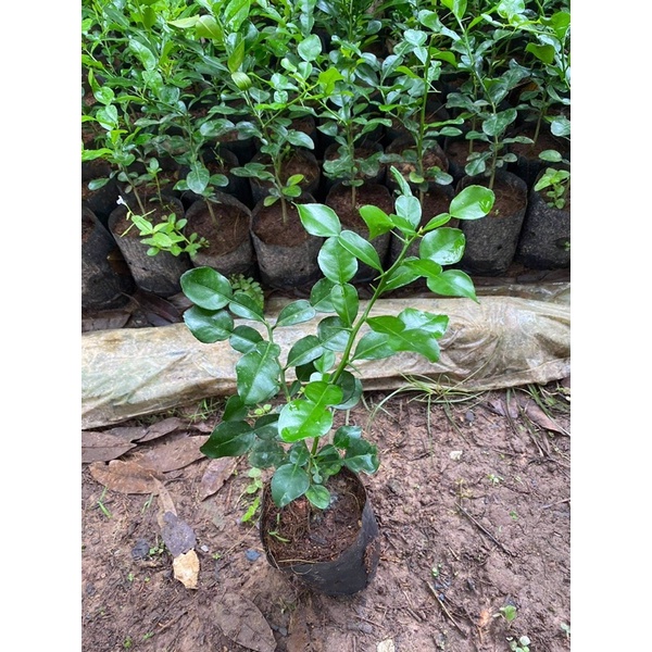 🎋ต้นมะกรูดกิ่งชำ ใบดก พร้อมปลูก 🎋