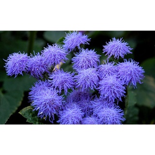 เมล็ดพันธุ์ อะเจอราตุ้ม Ageratum Houstonianum floss flower dwarf 200 เมล็ด เมล็ดพันธุ์นำเข้าจาก อังกฤษ