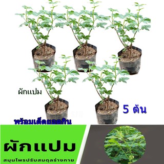 ต้นผักแปม ผักพื้นบ้าน ผักแกล้ม  ผักพื้นบ้านล้านนา แพ็ค 5 ต้น