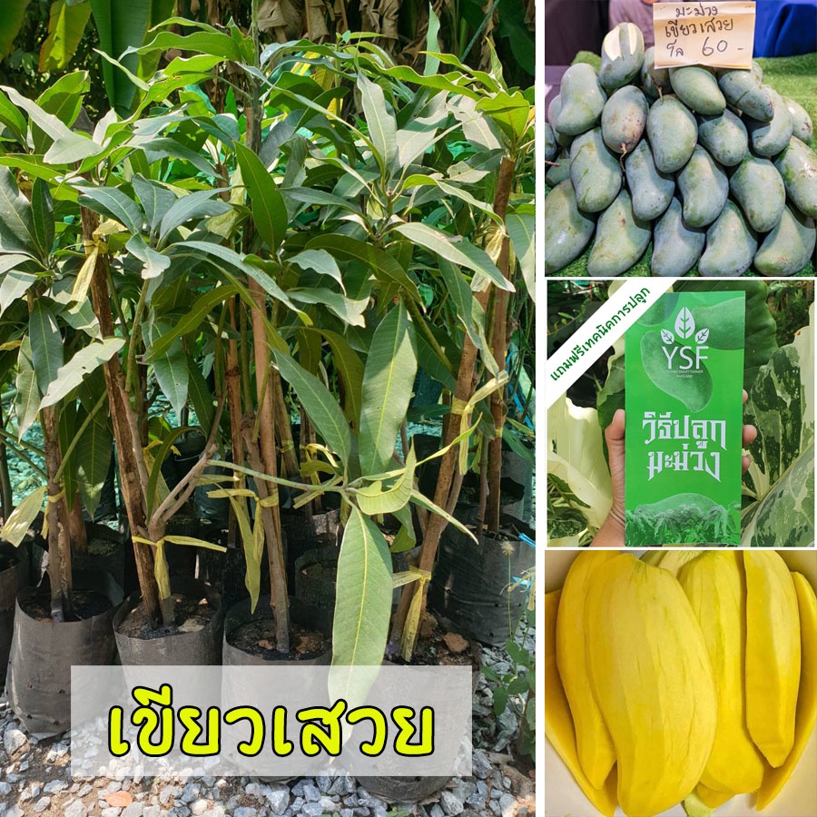 ต้นมะม่วงเขียวเสวย ขนาด 65-100 ซม. เนื้อแน่น กรอบ หวานมันจนได้รับขนานนามว่า "ราชินีของมะม่วงไทย"