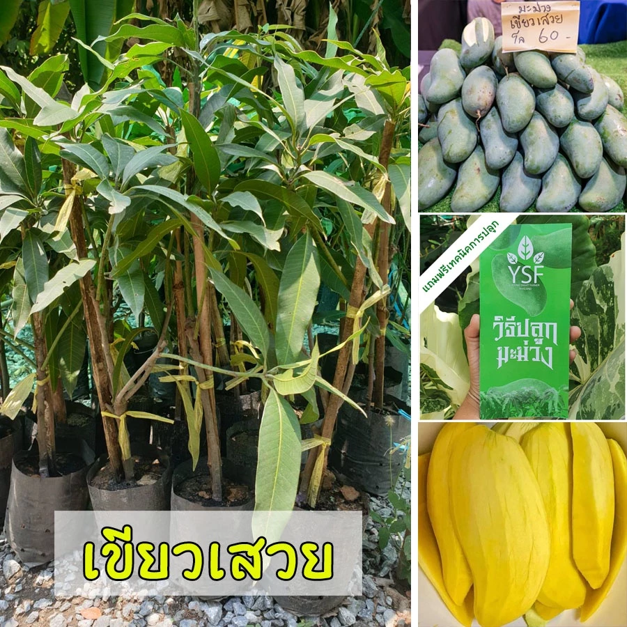 ต้นมะม่วงเขียวเสวย ขนาด 65-100 ซม. เนื้อแน่น กรอบ หวานมันจนได้รับขนานนามว่า "ราชินีของมะม่วงไทย"