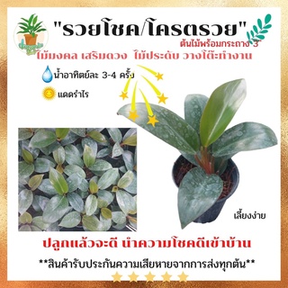 🔥ลด 25.- ใส่โค้ด FLYK452P🔥 ต้นรวยโชค ต้นเศรษฐีรวยทรัพย์ ไม้มงคล เสริมทรัพย์ ช่วยเสริมโชคลาภ ประดับโต๊ะทำงาน ต้นไม้จิ๋ว