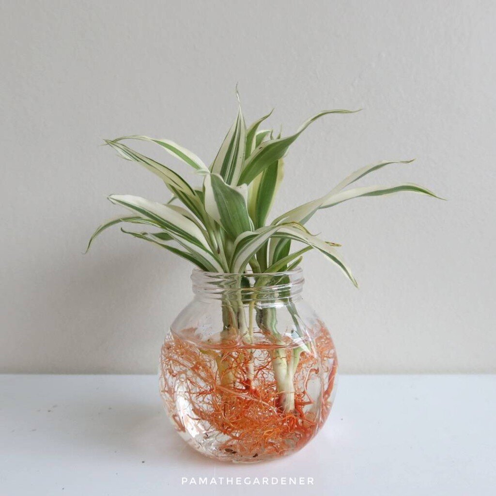 มุมมอง 4