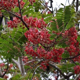 ต้นกาฬพฤกษ์ (จำนวน 10 ต้น) Cassia grandis #กาฬพฤกษ์