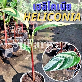 (1 ต้น)พร้อมจัดส่ง ต้นเฮลิโคเนียด่างลายฟลอริด้า Variegated heliconia ต้นธรรมรักษา ไม้ฟอกอากาศ คละความสูง/ต้น ส่งยกกระถาง