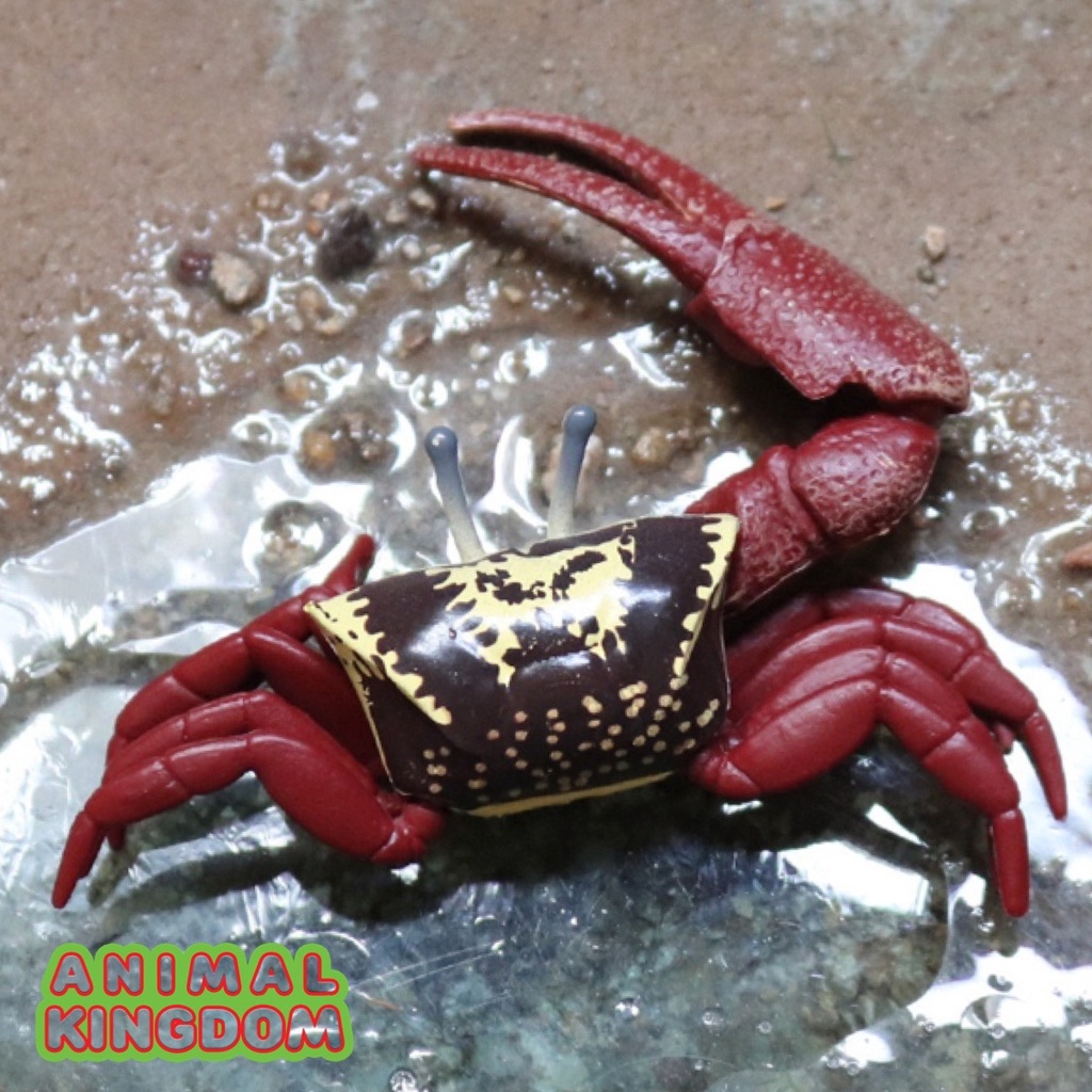 Animal Kingdom โมเดลสัตว์ Crab ปู ก้ามดาบ ลม ขนาด 9.00 CM (จากหาดใหญ่) ราคา ถูกที่สุด ดีลบีเคเค แกลเลอรีภาพที่ 7