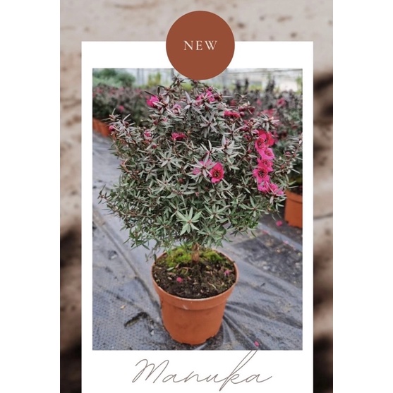 Manuka ต้นมานูก้า🌸 ดอกชั้นเดียว นำเข้าจากฮอลแลนด์