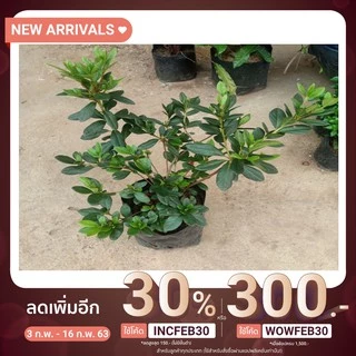กุหลาบพันปี ไม้ยืนต้นออกดอกตลอดปี