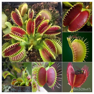 ถูก ใหม่ สายพันธุ์เมล็ดพันธุ์ กาบหอยแครงปากแดง ต้นไม้กินแมลง Venus Flytrap Flower Seeds บรรจุ 50 เมล็ด (กาบหอยแครงปาก DO