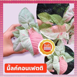 Syngonium​ milk confetti​ มิ้วคอนเฟตติ มิลค์คอนเฟตติส่งทั้งกระถาง