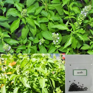 เมล็ดแมงลัก 100 🌱 ซื้อ 10 แถม 2 คละได้ 💥 เลือกของแถมได้ คิดถึงเมล็ดผัก คิดถึง skinsun